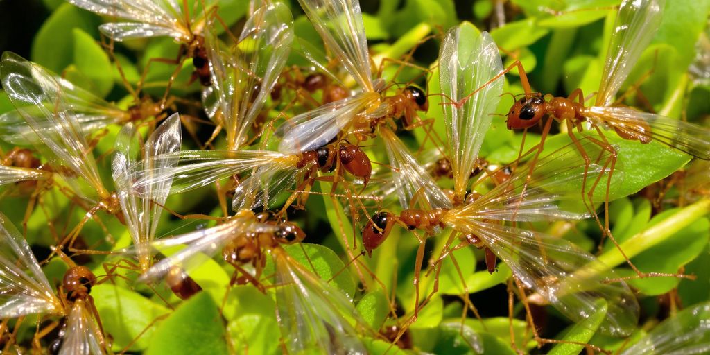 Close-up of colorful winged ants in nature.