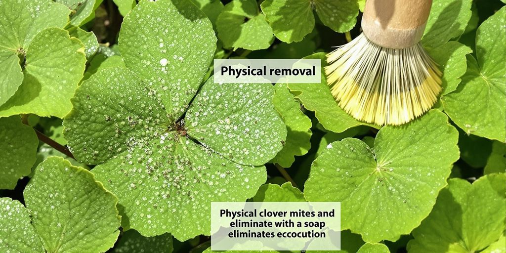 Garden scene with clover mites and removal tools.