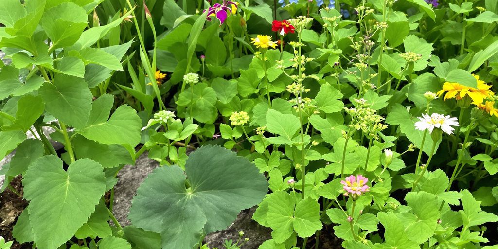 A garden with clover mites on green plants.